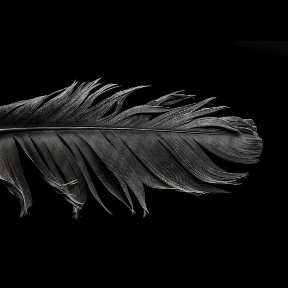 Meet your Posher, Lola - Picture 1 of 1